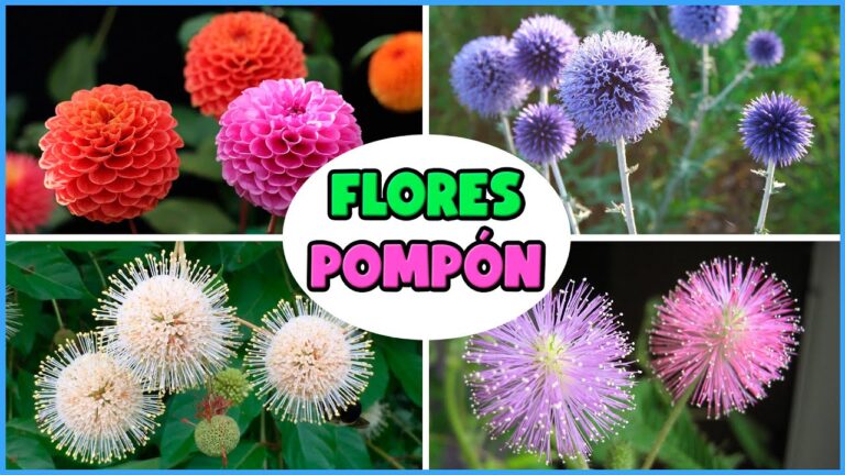 Descubre Las Plantas Con Flores Tipo Pompon Para Llenar De Color Tu